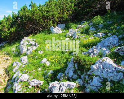 Tache lumineuse éclairée par le soleil de rose de roche commune à floraison jaune (Helianthemum nummularium) avec des roches entourant les fleurs et du pin rampant (Pinus mugo) Banque D'Images