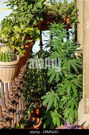 Une plante de marijuana poussant cachée parmi les plantes ornementales sur un balcon d'un étage dans la ville Banque D'Images