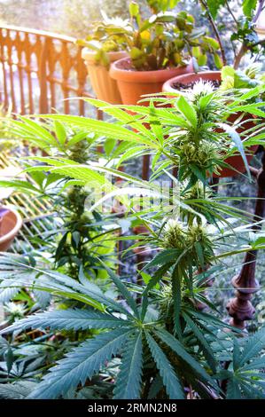 Culture illégale d'une plante de marijuana sur le balcon d'une maison Banque D'Images