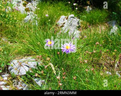 Gros plan d'une paire d'aster alpin florissant violet-rose (Aster alpinus) Banque D'Images