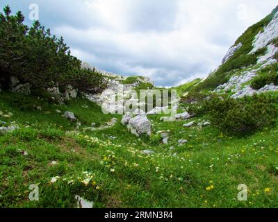 Paysage alpin dans les alpes juliennes et le parc national du Triglav en Slovénie avec une prairie à fleurs blanches avens de montagne (Dryas octopetala) et jaune Banque D'Images