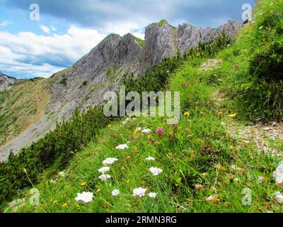 Vue panoramique de la montagne Visevnik dans les alpes juliennes, Slovénie avec une prairie à l'avant avec fleur blanche argentée (Achillea claviennae) et r Banque D'Images