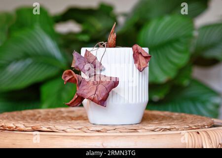 Plante de maison mourante négligée avec des feuilles sèches suspendues dans un pot de fleur blanc sur la table dans le salon Banque D'Images