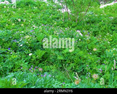 Jardin sauvage de fleurs sauvages alpines sous Crna prst dans les alpes juliennes Slovénie incl. Bec de grue en bois à floraison bleue (Geranium sylvaticum) et grand blanc Banque D'Images