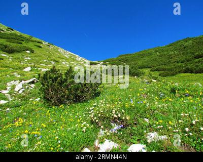 Vue panoramique d'un médow de montagne sous Rodica, Slovénie avec un champ de fleurs sauvages incl. Venins de montagne en fleurs blanches (Dryas octopetala), kidn jaune Banque D'Images