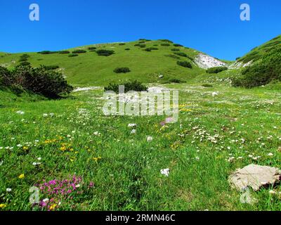 Vue panoramique d'un médow de montagne sous Rodica, Slovénie et champ de fleurs sauvages incl. Avens de montagne en floraison blanche (Dryas octopetala), rein jaune Banque D'Images
