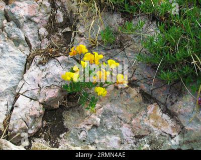 Gros plan de fleurs jaunes de Coronilla vaginalis poussant dans les rochers Banque D'Images