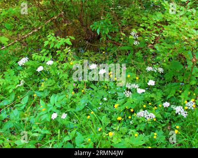 Jardin sauvage d'été coloré avec des fleurs jaunes en buttercup (Ranunculus), bois bleu Forget-Me-Not (Myosotis sylvatica), Navelwort rampant (Omphalodes ve Banque D'Images