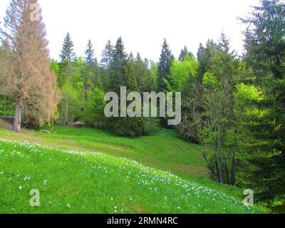 Prairie sous la montagne Golica dans les montagnes Karavanke, Slovénie pleine de jonquille de poète en fleurs blanches, narcisses de poète, nargis, oeil de faisan, viseur Banque D'Images