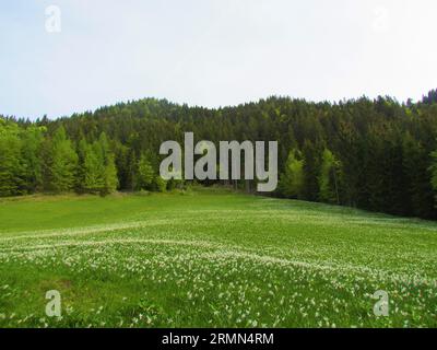 Prairie sous la montagne Golica dans les montagnes Karavanke, Slovénie pleine de jonquille de poète en fleurs blanches, narcisses de poète, nargis, oeil de faisan, viseur Banque D'Images