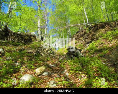 Forêt de hêtres commune vert vif à la fin du printemps avec les arbres commençant à germer des feuilles et la lumière du soleil brillant sur le sol sur le chemin de Planina Sta Banque D'Images