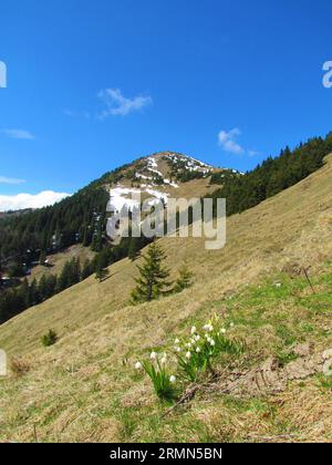 Vue de la montagne Hrusanski vrh dans les montagnes Karavanke à Gorenjska Slovénie avec des pentes couvertes d'herbe sèche et un groupe de fleurs sauvages blanches en fleurs Banque D'Images