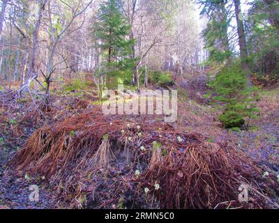 Forêt d'épicéas et de hêtres en Slovénie au printemps avec des fleurs de butterbur blanc (Petasites albus) couvrant le sol Banque D'Images