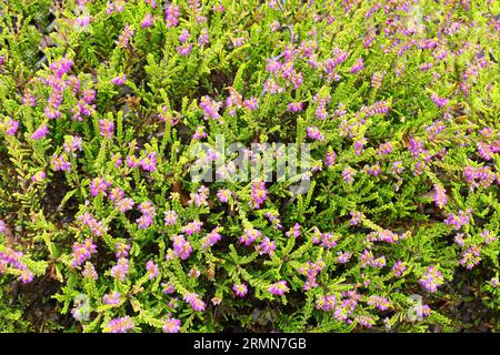 Gros plan des fleurs violettes et du feuillage doré de la bruyère pérenne à faible croissance calluna vulgaris Crimson Glory. Banque D'Images