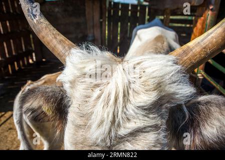 Une photo d'une tête de vache avec des mouches Banque D'Images