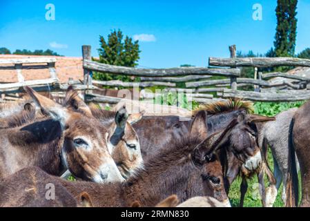 Ferme d'ânes sur le réservoir populaire de nature Zasavica, près de Sremska Mitrovica, Serbie Banque D'Images