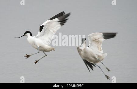 Vue rapprochée d'une paire d'Avocets prenant les airs et se dirigeant dans la même direction avec des ailes dans différentes positions et les jambes tendues Banque D'Images