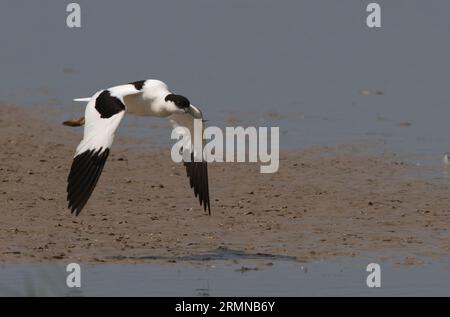 Fermer la vue de trois quarts de l'Avocet volant de gauche à droite et avec les ailes en position basse avec vue complète du corps, des ailes, de la tête et du bec courbé vers le haut Banque D'Images