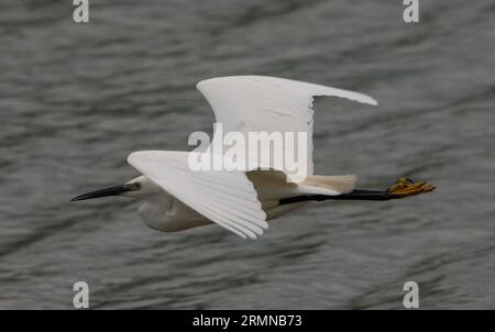 Vue rapprochée du petit Egret en vol se déplaçant de droite à gauche avec les ailes levées et les jambes tendues montrant les pieds jaunes Banque D'Images