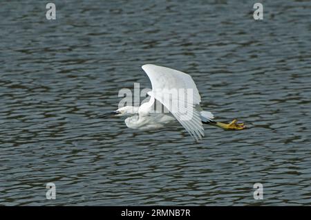 Image en couleurs rapprochées classique de Little Egret volant au-dessus de l'eau se déplaçant de droite à gauche et légèrement en dessous de l'observateur Banque D'Images