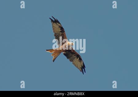 Image en couleur de Red Kite avec des ailes entièrement étirées passant directement au-dessus d'un ciel bleu pâle et montrant des couleurs de plumage Banque D'Images