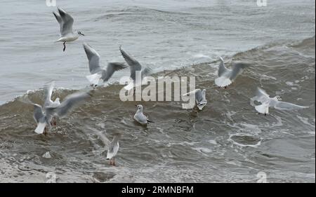 Image en couleur de Little Gulls prenant brièvement des ailes alors que les vagues approchent avec la marée entrante Banque D'Images