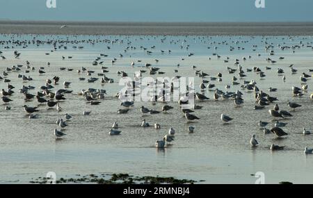 Un grand nombre de goélands, adultes et juvéniles, au repos le long du rivage à Heacham dans le Norfolk Banque D'Images