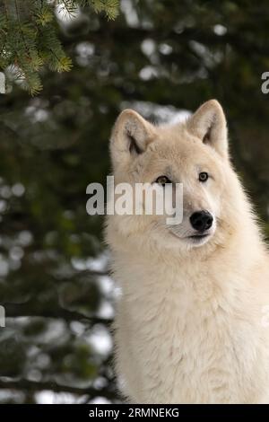 Wolf, hiver, phase blanche, Montana Banque D'Images
