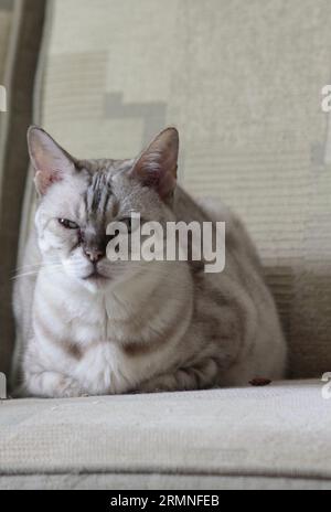 Adulte femelle Snow Rosette Bengal Cat détendu sur le canapé et regardant directement la caméra Banque D'Images