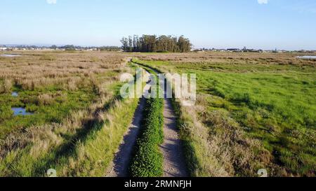 Chemin sur le terrain vert à Esteiro da Tojeira près de la lagune Aveiro à Murtosa, Aveiro, Portugal Banque D'Images