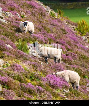 Dunsop Bridge, Lancashire, Royaume-Uni. 29 août 2023. Un Swaledale brebis parmi les bruyères dans la forêt de Bowland près de Dunsop Bridge, Lancashire. Crédit : John Eveson/Alamy Live News Banque D'Images