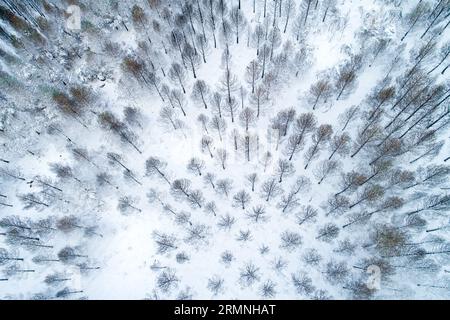 Vue aérienne de dessus, forêt de pins brûlée par un feu de forêt couvert de neige en hiver Banque D'Images