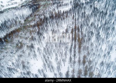 Vue aérienne du drone, forêt de pins brûlée par un feu de forêt, neigée en hiver Banque D'Images