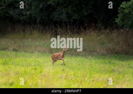 Cerf roé pendant la saison de l'orniquet. Cerf sur la prairie. Nature européenne pendant la saison estivale. Le cerf Roe s'accouple avec la biche. Banque D'Images