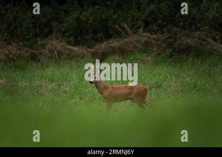 Cerf roé pendant la saison de l'orniquet. Cerf sur la prairie. Nature européenne pendant la saison estivale. Le cerf Roe s'accouple avec la biche. Banque D'Images