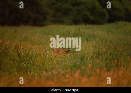 Cerf roé pendant la saison de l'orniquet. Cerf sur la prairie. Nature européenne pendant la saison estivale. Le cerf Roe s'accouple avec la biche. Banque D'Images