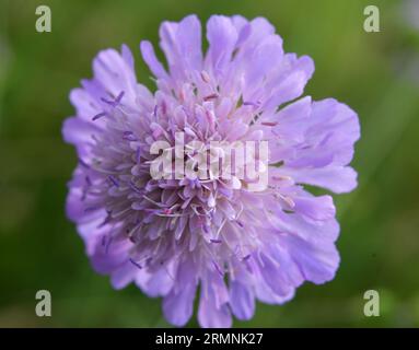 Knautia arvensis pousse parmi les graminées dans la nature Banque D'Images