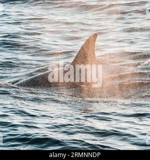 Épaulards chassant les otaries dans la péninsule de Valdes, province de Chubut, Patagonie, Argentine. Banque D'Images