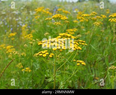 Tansy fleurs ordinaires dans la prairie dans la nature Banque D'Images