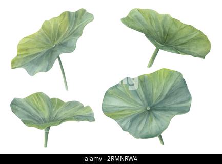 Ensemble aquarelle de feuilles de Lotus. Green Water Lily Leaf. Illustration dessinée à la main isolée sur fond blanc. Pour créer des arrangements floraux, logo Banque D'Images