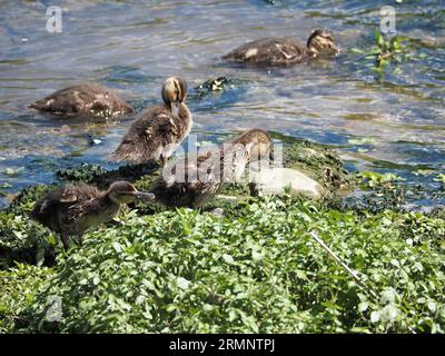 Canetons colverts, Anas platyrhynchos, préenage et huilage sur la végétation au bord du Pô à Turin. Banque D'Images