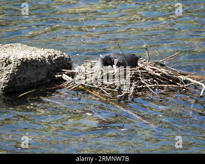 Un coot, Fulica atra, assis sur son nid sur le fleuve Pô à Turin. Banque D'Images