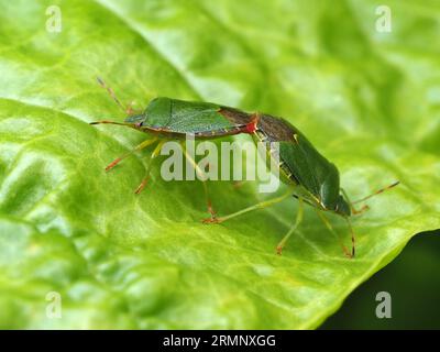 Deux bugs Green Shield, Palomena prasina, s'accouplent sur une feuille de blette. Banque D'Images