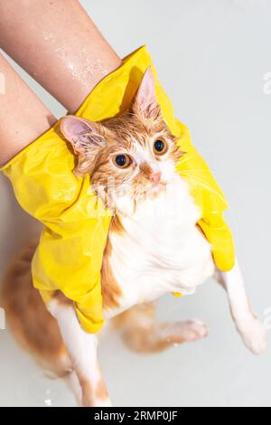 Le propriétaire de l'animal baigne son chat. Les mains dans des gants jaunes tiennent un chat rouge dans l'eau. Banque D'Images