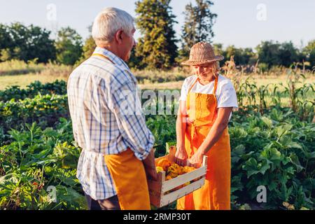 Un couple de fermiers seniors cueille des courges de pattypan dans le jardin d'automne. La famille récolte les légumes des patty poêles transportant une caisse Banque D'Images