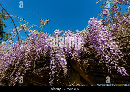 Gros plan de Wisteria Blossom à San Francisco, Californie Banque D'Images