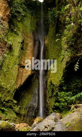 Belle cascade dans la forêt tropicale Parc de (Mata Jose do Canto) dans le lac Furnas, île Sao Miguel aux Açores Banque D'Images