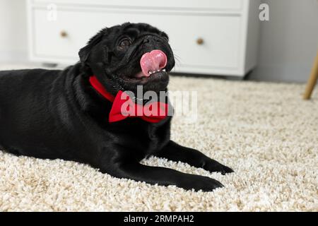 Mignon chien Pug avec noeud papillon rouge sur le cou dans la chambre, espace pour le texte Banque D'Images