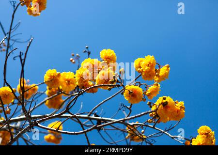 Belle fleur jaune cochlospermum regium ou fleur de supanniga sur fond de ciel bleu dans le nord de la Thaïlande. Banque D'Images