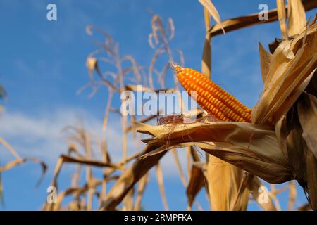 Dried corn field in the farm garden, corn pods on stalks Banque D'Images